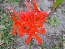 Nerine sarniensis some plant details